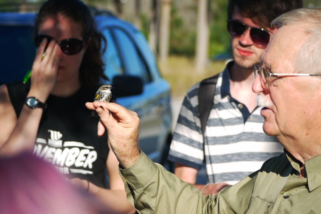 Jerry Jackson holds a Yellow Rumped Warbler, that was caught using a mist net. 